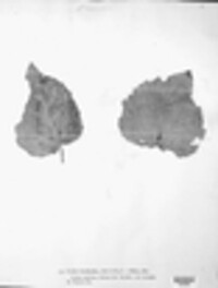 Melampsora populnea image